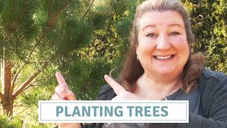 Planting Pine Trees  Large Evergreens For Yearround Interest [upl. by Gone317]