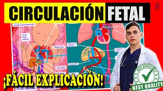 CIRCULACIÓN FETAL ‼️ [upl. by Esyli866]