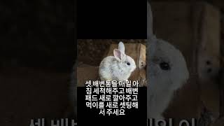 냄새안나는 토끼 만드는법 quot이 물quot을 먹여라 토끼 증류수 물 생수 냄새제거 냄새 [upl. by Einwahs500]