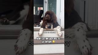 Works almost every time 😂 dogs shortvideo cute [upl. by Robbin636]