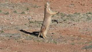 Blacktailed Prairie Dog Footage [upl. by Senaj480]