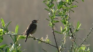 Rokitniczka Acrocephalus schoenobaenus  Śpiew  Song of Sedge warbler [upl. by Enaffit]