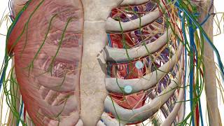 Zooming dissecting and rotating the 3D model  Human Anatomy Atlas [upl. by Semaj]