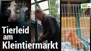 Tiere sind keine Ware Kleintiermarkt in Wien [upl. by Lyudmila29]