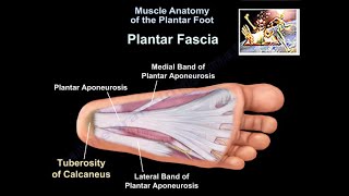 Muscle Anatomy Of The Plantar Foot  Everything You Need To Know  Dr Nabil Ebraheim [upl. by Oknuj]