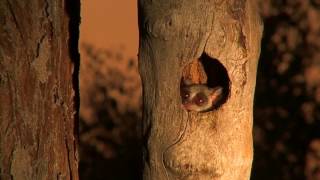 Bushbaby pops out to say hello [upl. by Eniwtna]