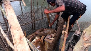 Fishing Exciting They catch fish very easily using only bamboo traps [upl. by Niu396]