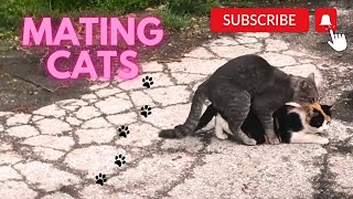 Cats mating Group cats mating on the street Successfully Mating Cats Hard Male cat mating call [upl. by Aida446]