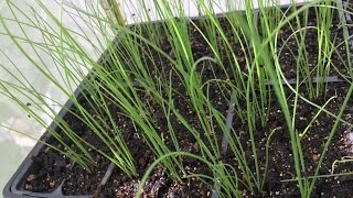 How to start Chinese Chives seeds [upl. by Corena]