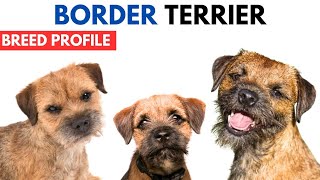 Border Terrier Breed Profile History  Price  Traits  Border Terrier Grooming Needs  Lifespan [upl. by Nanji]