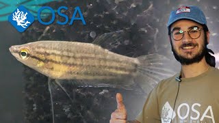 Incredible Croaking Gourami at OSA [upl. by Sailesh819]