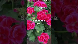 Sendoora poove song beautifulflowers naturelovers flowertypes tamilsong shortsfeed [upl. by Nyllaf667]