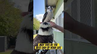 Kookaburras Living Their Best Lives kookaburras animal [upl. by Iborian290]