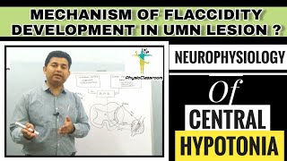 NEUROPHYSIOLOGY OF CENTRAL HYPOTONIA FLACCIDITY DUE TO UMN LESION [upl. by Gide]