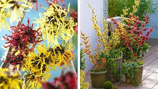 How to Plant Hamamelis Witch Hazel WinterSpring Guide [upl. by Ehctav]