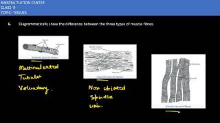 6 Diagrammatically show the difference between the three types of muscle fibres [upl. by Ealasaid979]