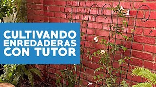 ¿Cómo cultivar enredaderas con tutor [upl. by Wallford]