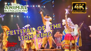 Festival Of The Lion King in 4K  Walt Disney World Animal Kingdom  Dec 2023 [upl. by Fitzhugh]