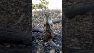 Alarm Call Is Babys Doing Ground Squirrel Mom Stays Put 080324 [upl. by Erving]