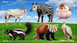 Funniest Animal Sounds In Nature Oryx Antelope Tapir Chick Skunk Red Panda amp Vulture [upl. by Bozuwa339]