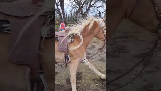 Haflinger mare Mirata cantering in the round pen [upl. by Eboj]