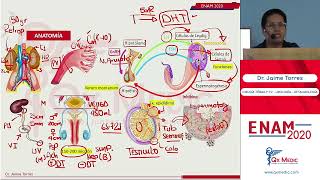 UROLOGÍA  PARTE I [upl. by Nahtannoj]