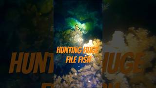 hunting HUGE FILEFISH at night fishhuntingatnight nightspearfishing shortvideo [upl. by Lenhart]