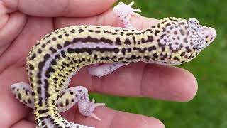 HX Leopard gecko [upl. by Emalee632]