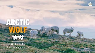 Arctic Wolf  हिन्दी डॉक्यूमेंट्री  Wildlife documentary in Hindi [upl. by Allbee]