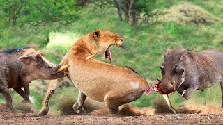 Tragic Ending When Lion Hunts Alone Warthogs Attack The Lion Mercilessly [upl. by Vookles375]