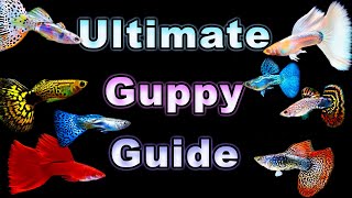 The Ultimate Guide to Guppy Care and Breeding [upl. by Ydroj]