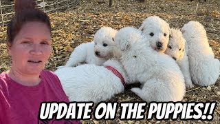 This Has Been A Crazy Week For Us And The Puppies￼ [upl. by Airpac]