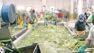 Inside Modern Factory Aloe vera Juice  Gel Processing  Aloe Vera Machine Harvesting [upl. by Carolann]