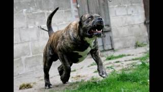 Top 10 Most Dangerous Dog Breeds in the World  Dogo Argentino [upl. by Faye]