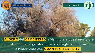 La Rinascita degli Ulivi in Puglia Il Miracolo di Quantum Fertility [upl. by Revkah]