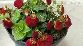 Calceolaria Ladys purse plant [upl. by Grodin]