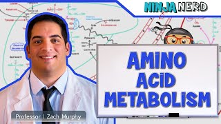 Metabolism  Amino Acid Metabolism [upl. by Schaffel854]