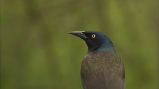 Common Grackle [upl. by Kylstra]