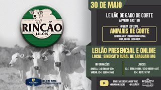 LEILÃƒO AO VIVO GADO DE CORTE RINCÃƒO LEILÃ•ES  ARAGUARI  MG  30 DE MAIO DE 2023 [upl. by Drabeck633]