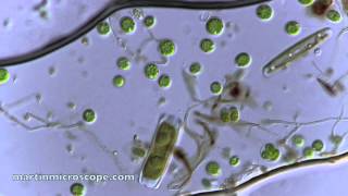 Pond Scum Under the Microscope [upl. by Carri251]