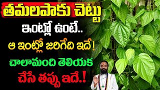 తమలపాకు చెట్టు ఇంట్లో ఉంటే ఆ ఇంట్లో జరిగేది ఇదేTamalapaku Chettu Intlo Undavacha positivity [upl. by O'Neill115]