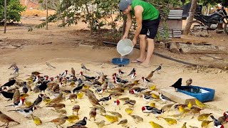 MUITOS CANÁRIOS DA TERRA COMENDO QUIRERA MARACÁSBA [upl. by Francklin]