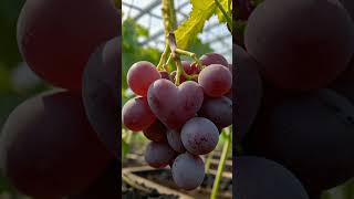 Grapesdiscovery fruit grapevine usa grapewine garden grapegrowing farming [upl. by Frodeen673]