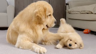 Golden Retriever Dad Tells Son Playtime Is Over [upl. by Savdeep]