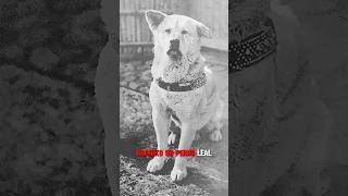 Hachiko La verdadera historia de un perro fiel [upl. by Negris]