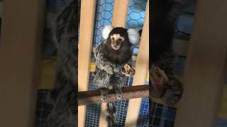 Tiny Monkey Eating🐒 🥰 pets shorts funny YouTubeShorts [upl. by Albertson969]