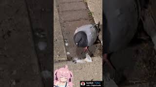 Pigeon Tweaking meme funny vtuber [upl. by Ilatan]