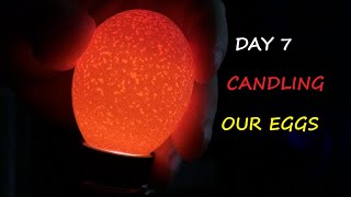 Candling Chicken Eggs Day 7 From Our Incubator [upl. by Avilo]