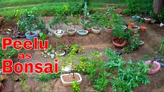 How to Grow Peelu tree as Bonsai jaalSalvadora Persicawiring 2 Sep 2017Mammal Bonsai [upl. by Erodavlas]