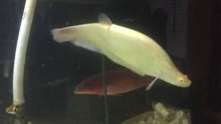 Albino Clown Knife Fish [upl. by Akerdna]